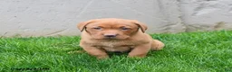 Labrador Retriever dogs for sale: Elvira - Ad 5