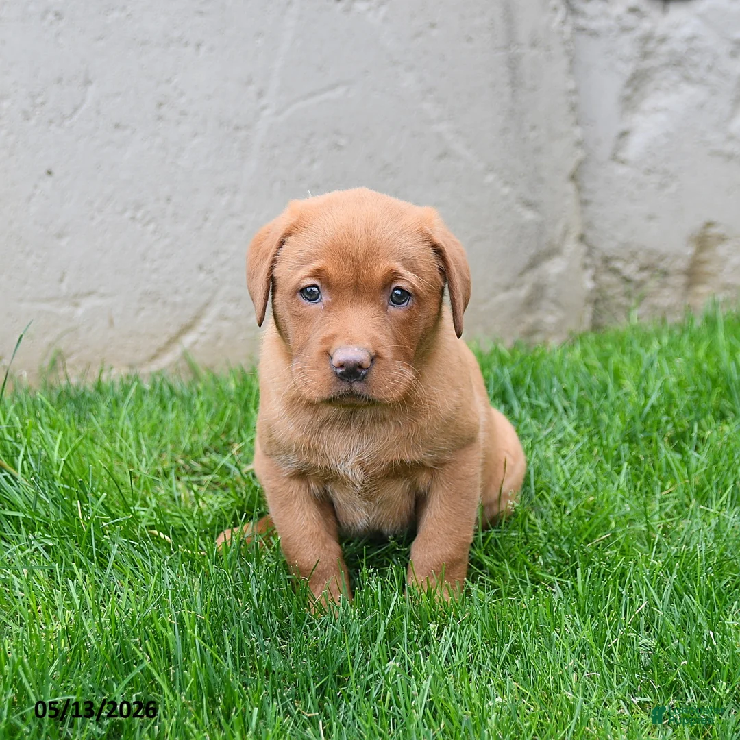 Labrador Retriever dogs for sale: Elvira - Ad 5