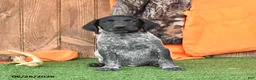 German Shorthaired Pointer dogs for sale: Spark  - Ad 4