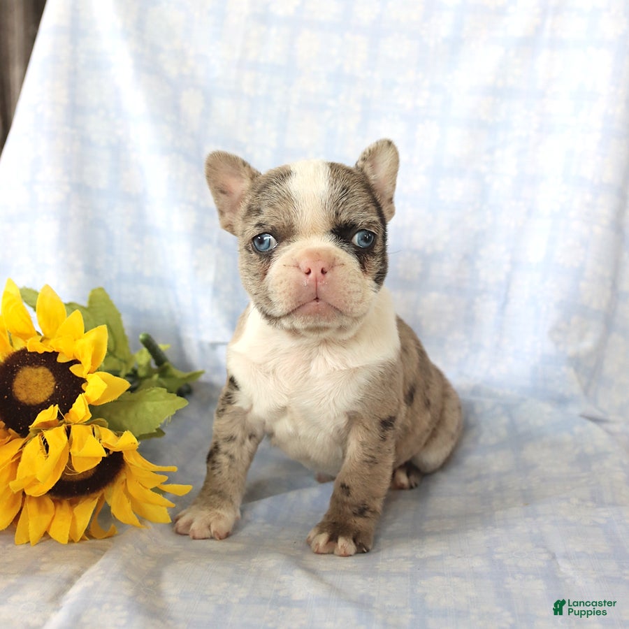 Frenchton dogs Lexi  - Ad 1