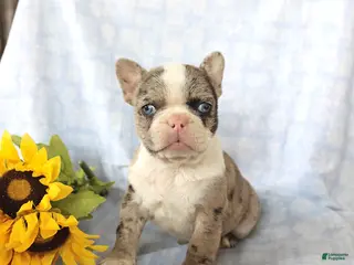 Frenchton dogs for sale: Lexi - Ad 2