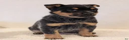 Australian Cattle Dog dogs for sale: Bella  - Ad 5