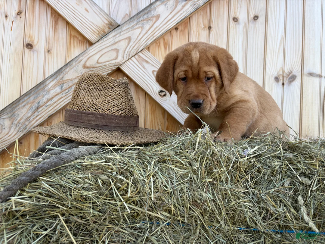 Labrador Retriever dogs for sale: Trooper - Ad 2