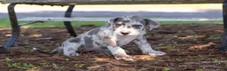 Great Dane dogs for sale: Autumn - Ad 2