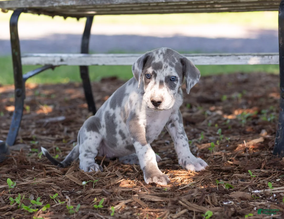 Great Dane dogs for sale: Autumn - Ad 2