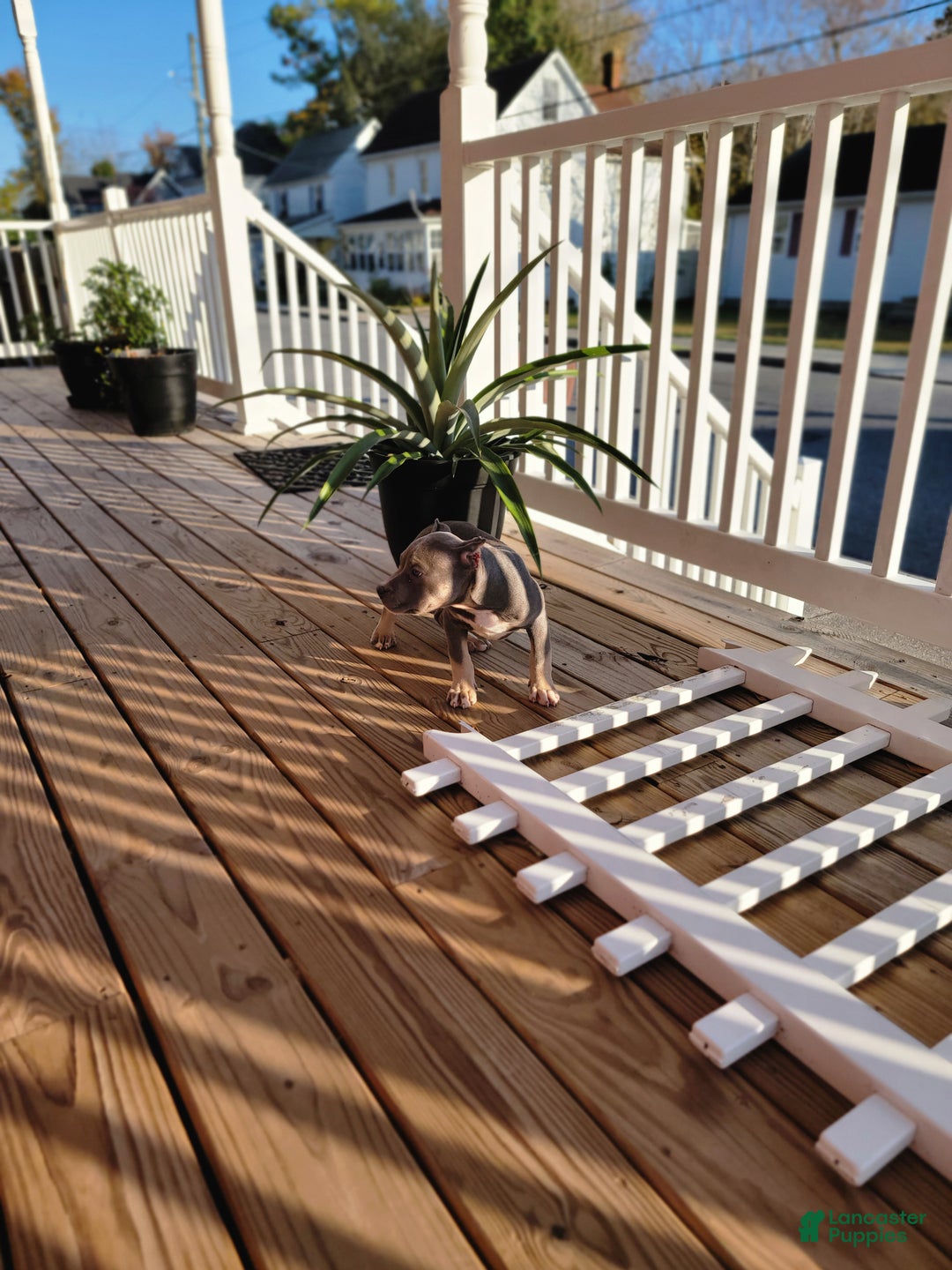 American Bully dogs for sale: American Bully Puppy 1 - Ad 4