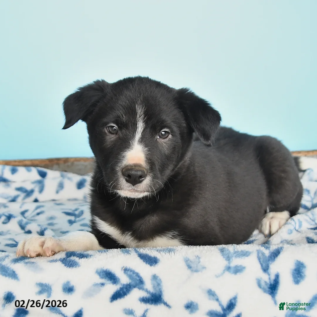 Border Collie dogs for sale: Shadow - Ad 2