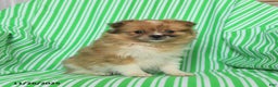 Pomeranian dogs for sale: Penny - Ad 3