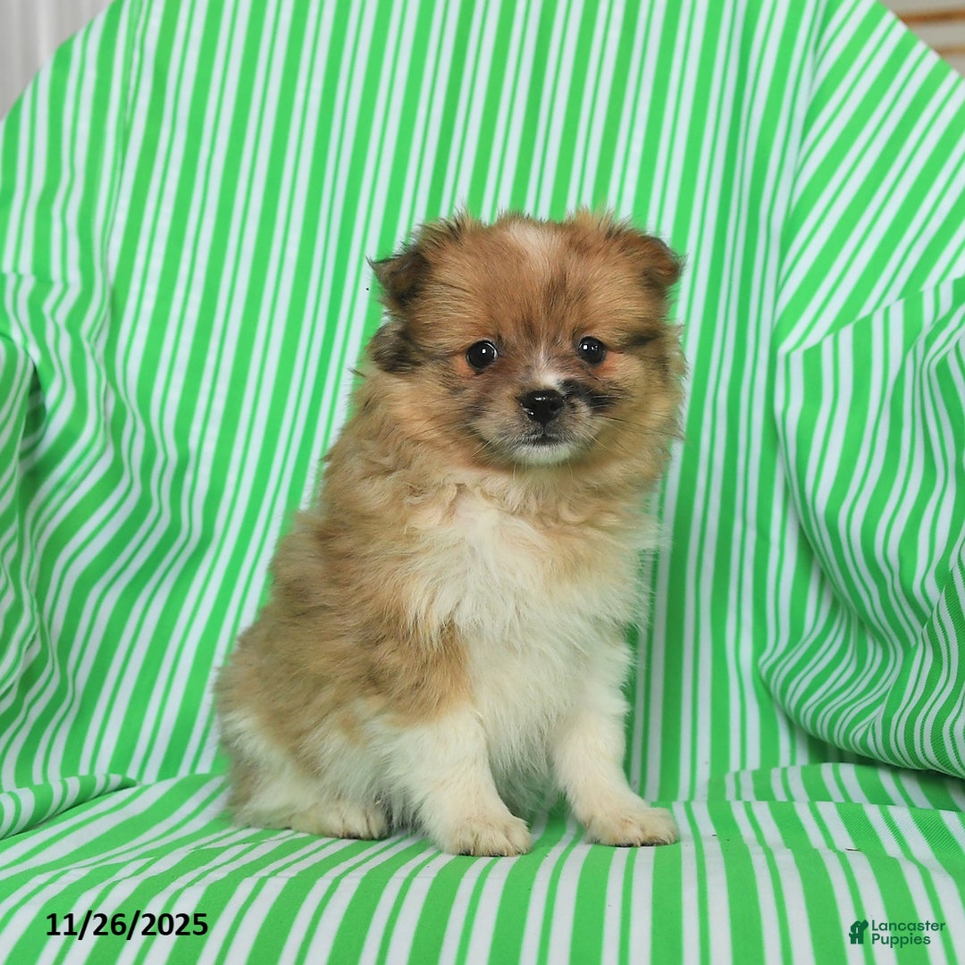 Pomeranian dogs for sale: Penny - Ad 3