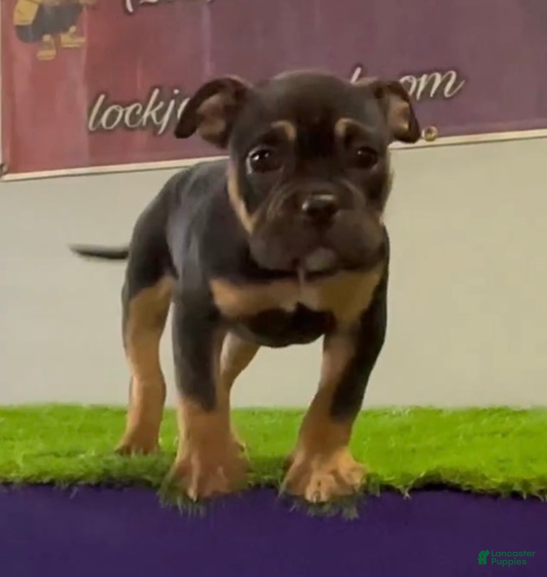 American Bully dogs for sale: Jinxy - Ad 1