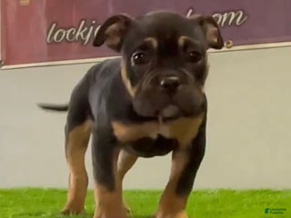 American Bully dogs Jinxy - Ad 16