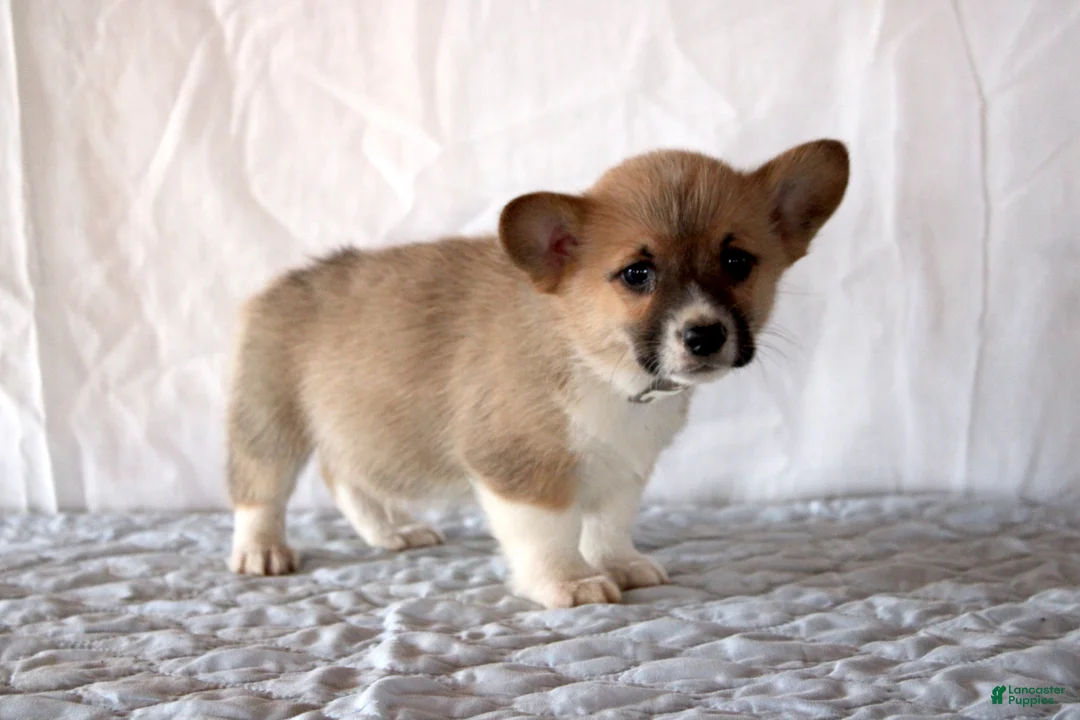 Welsh Corgi Pembroke dogs for sale: Loki - Ad 3