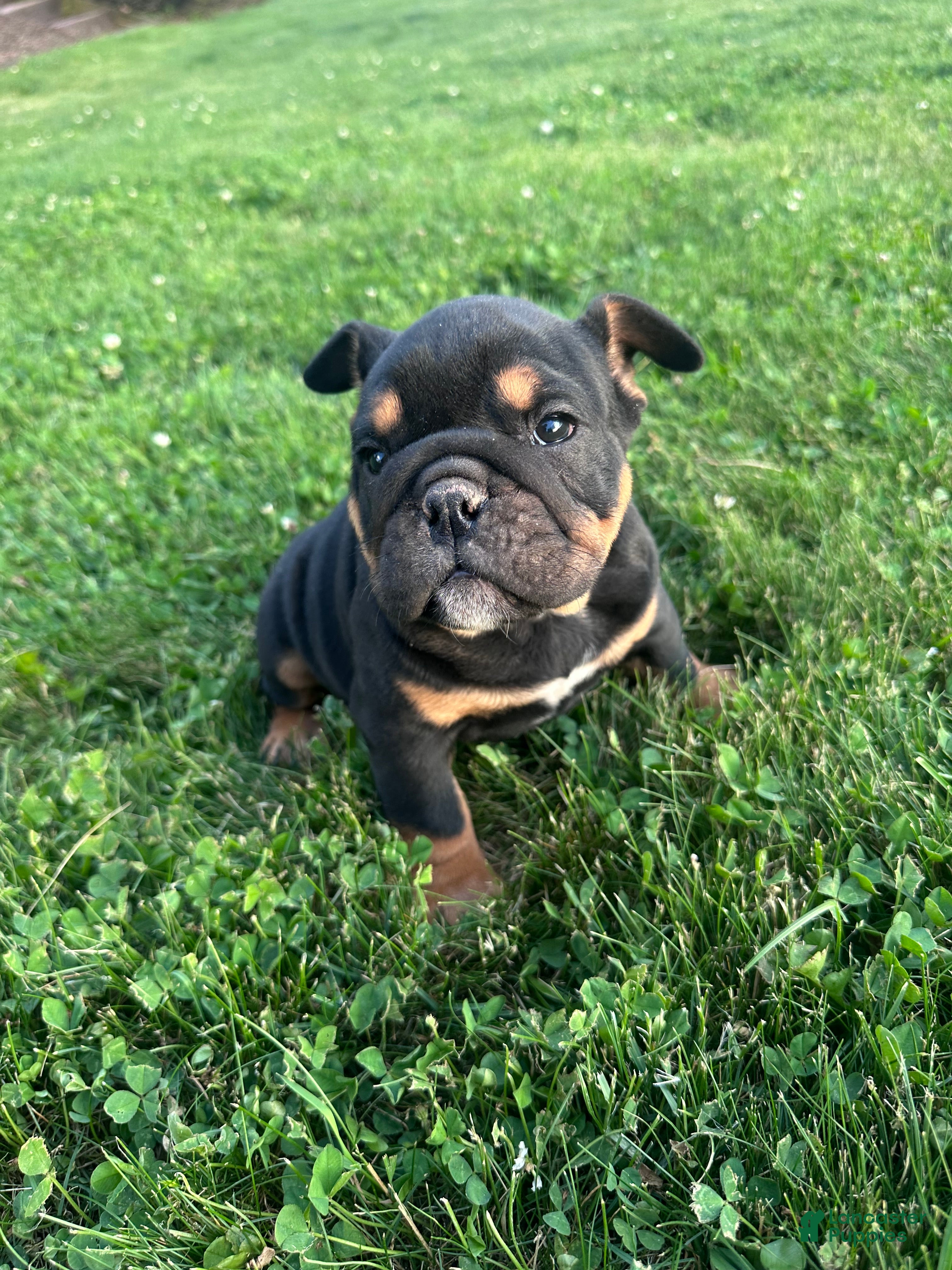 English Bulldog dogs Brandy - Ad 2