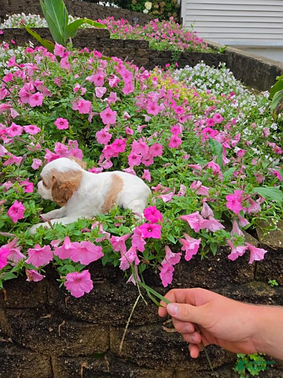 Cockapoo dogs for sale: Lexi - Ad 3