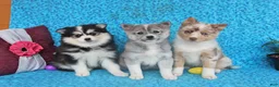 Pomsky dogs for sale: Blossom - Ad 2