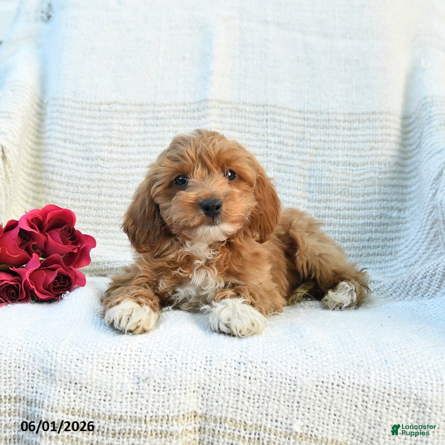 Cockapoo dogs Justin - Ad 2