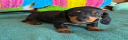Miniature Dachshund dogs for sale: Olive - Ad 3