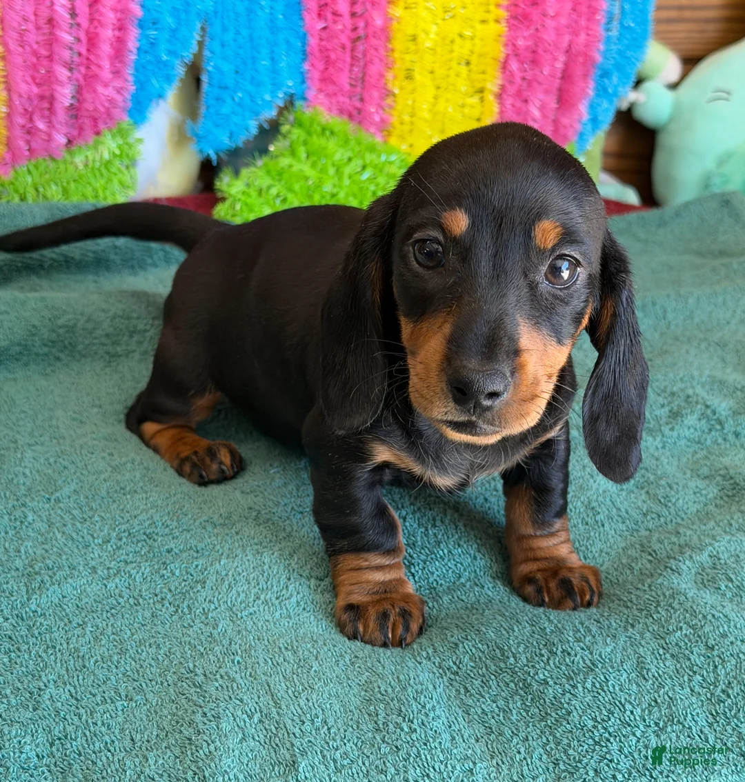 Miniature Dachshund dogs for sale: Olive - Ad 3