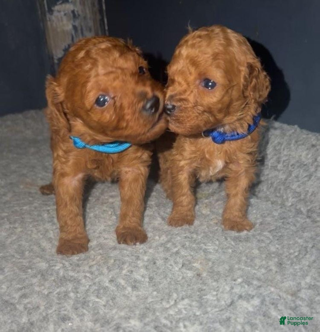 Toy Poodle dogs for sale: Lucia - Ad 13
