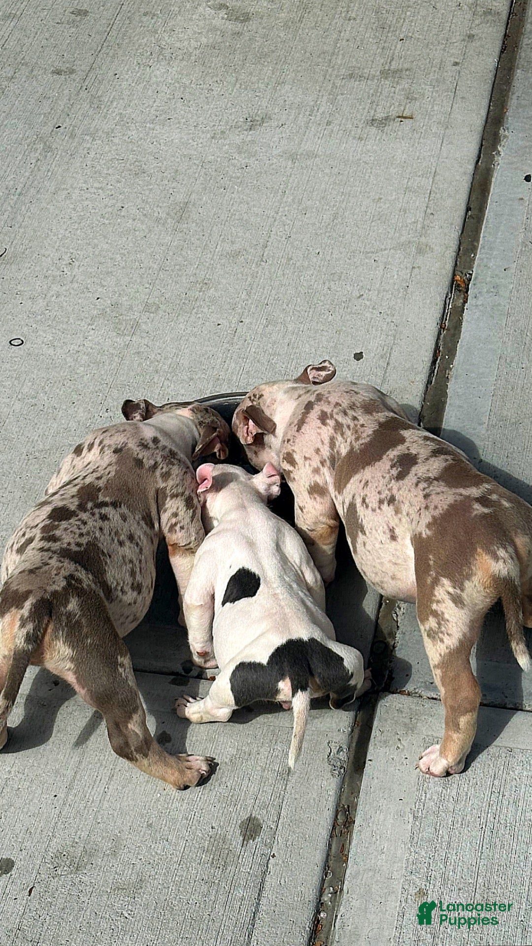 American Bully dogs for sale: American Bully 4 - Ad 2