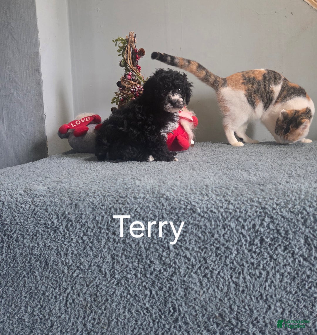 Cavapoo dogs for sale: Terry - Ad 8
