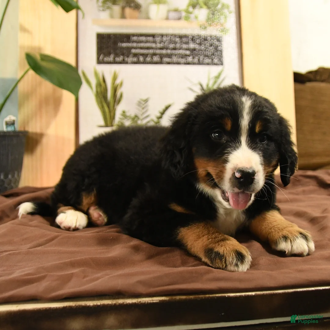 Bernedoodle dogs for sale: Rambo - Ad 4