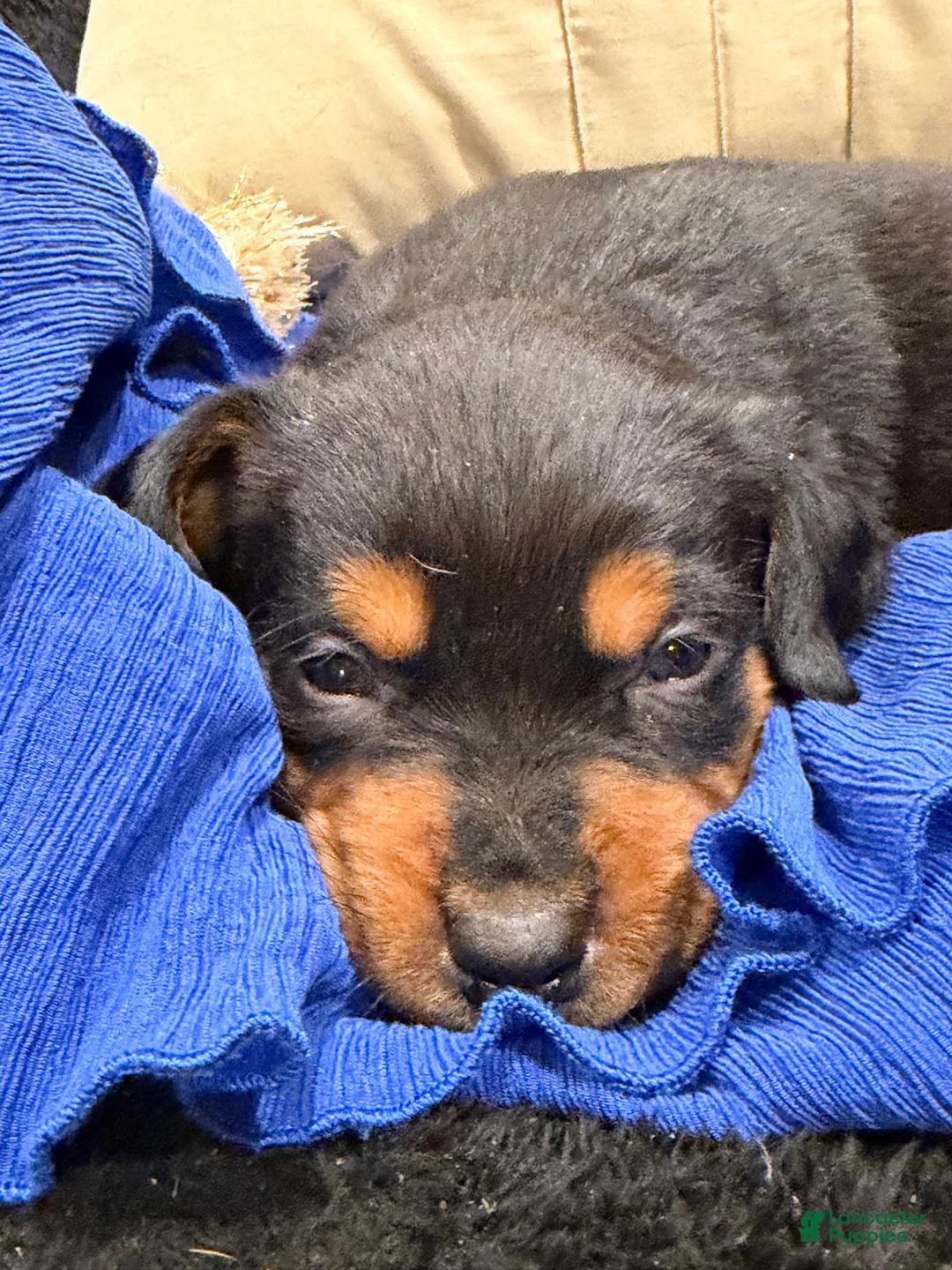 Rottweiler dogs for sale: Rottweiler Puppy 1 - Ad 34