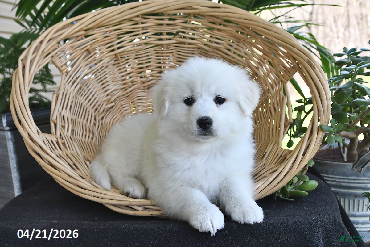 Samoyed dogs Violet - Ad 1