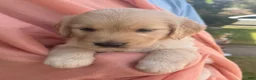 Golden Retriever dogs for sale: Kona - Ad 5