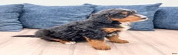 Mini Bernedoodle dogs for sale: Benson - Ad 3