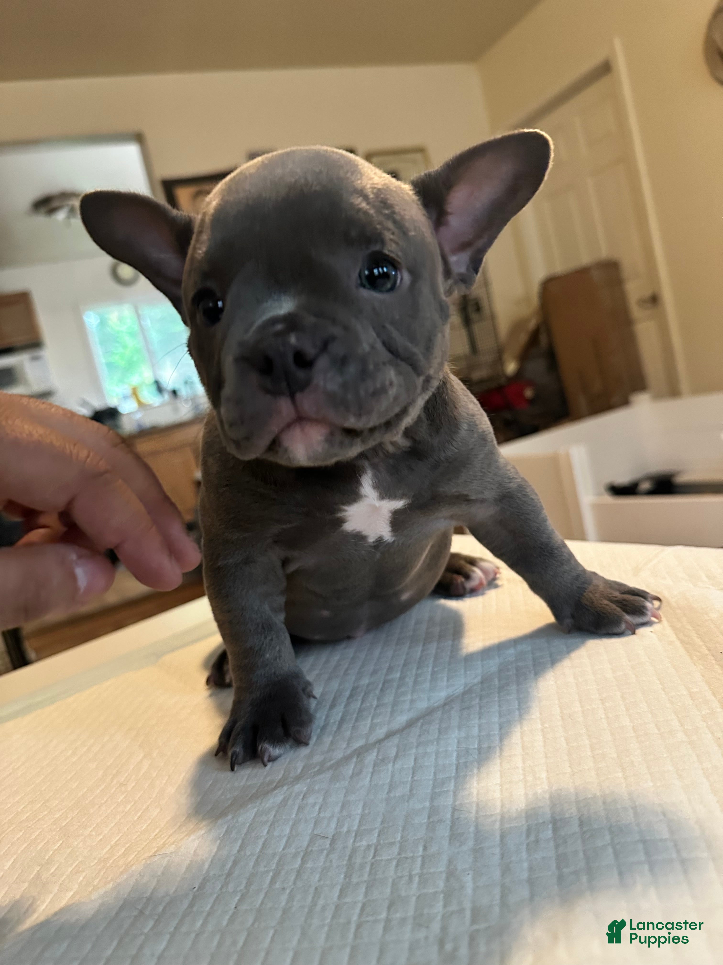 American Bully dogs Haze - Ad 2