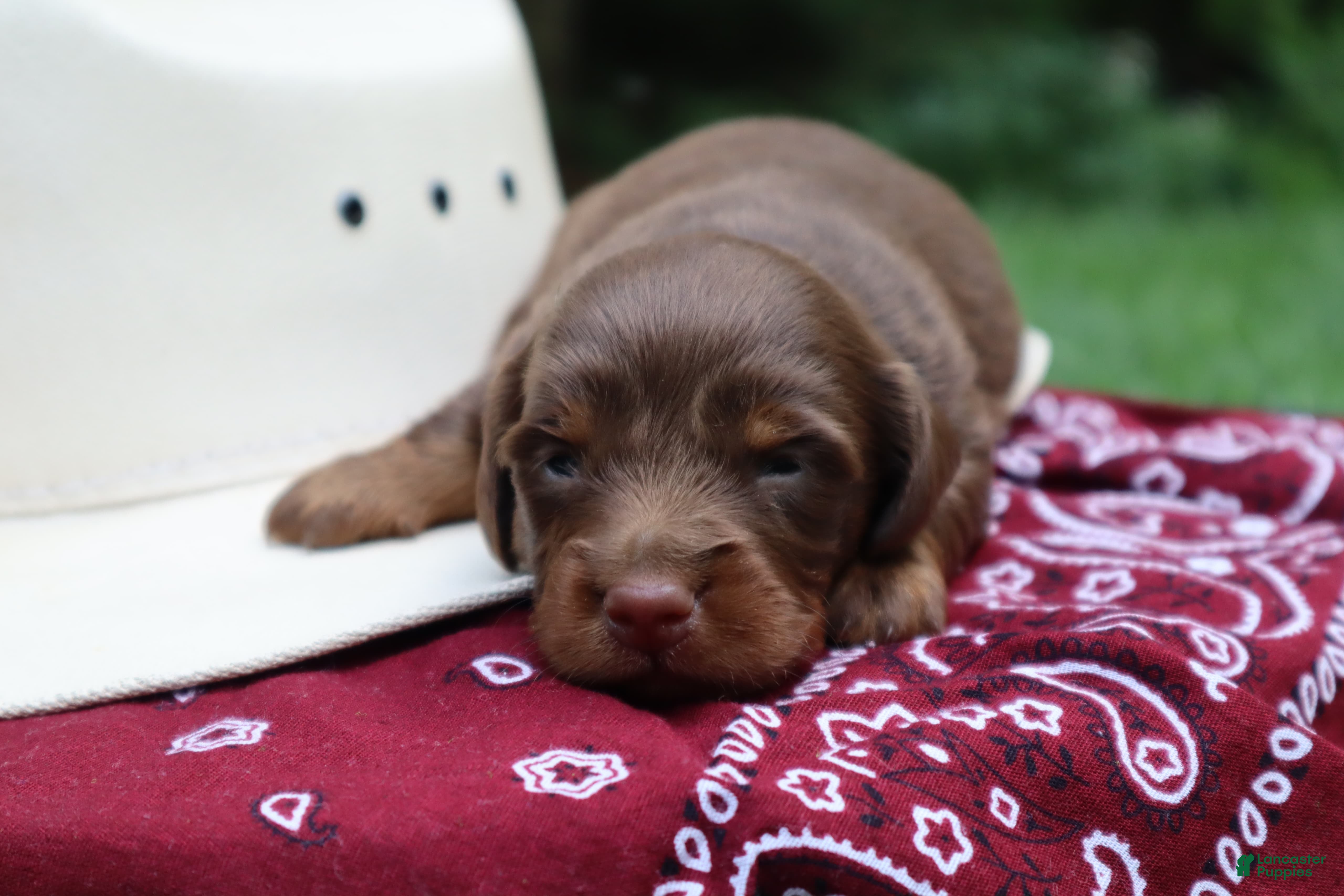 Miniature Dachshund dogs Scotch - Ad 2