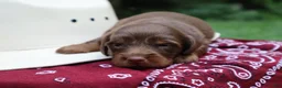 Miniature Dachshund dogs for sale: Scotch - Ad 2