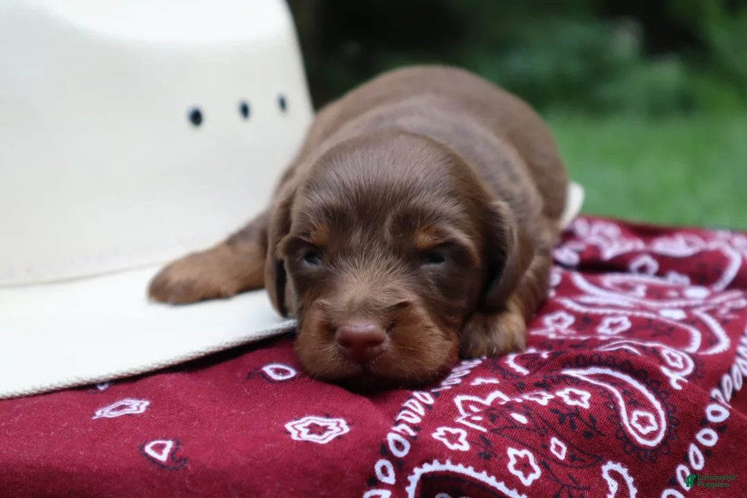Miniature Dachshund dogs for sale: Scotch - Ad 2