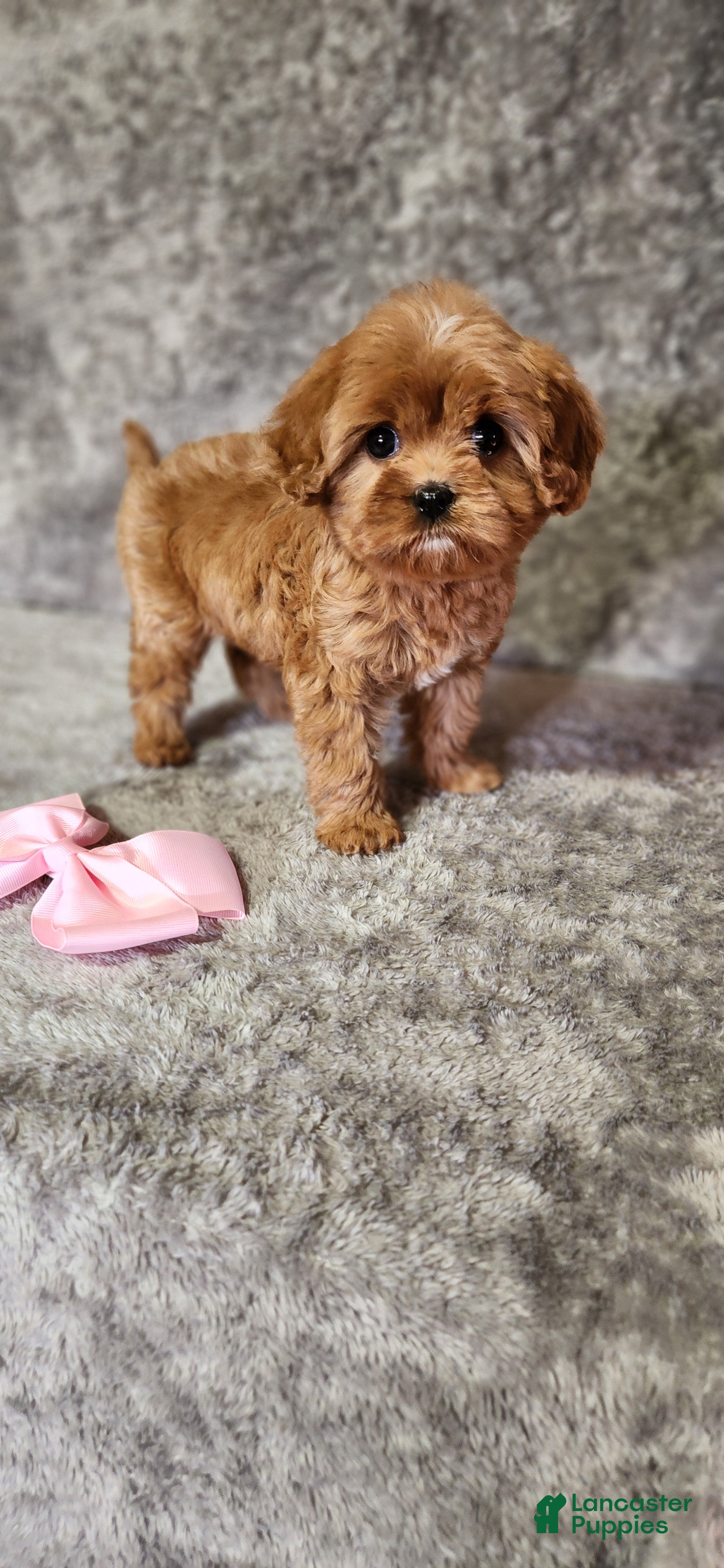 Cavapoo dogs Diamond 💎  - Ad 2