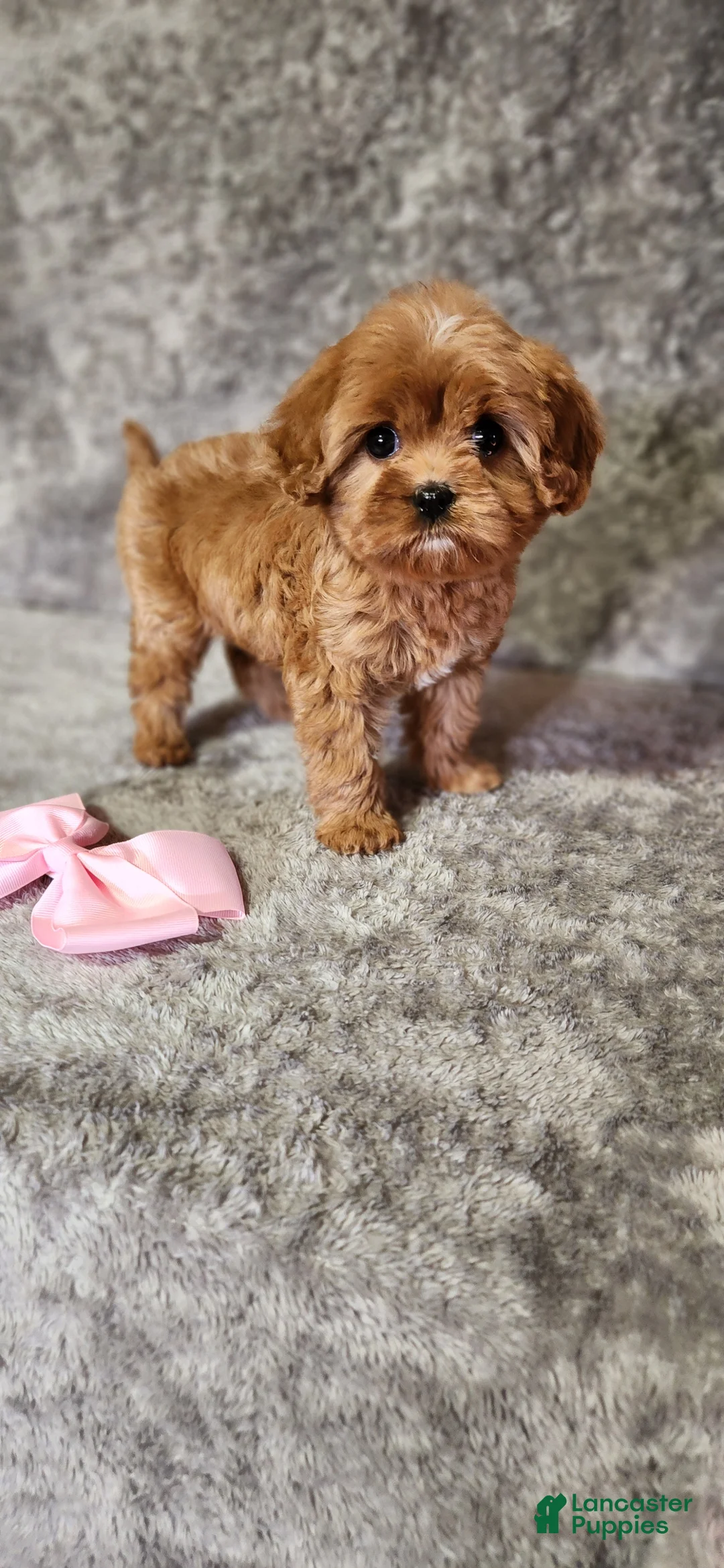 Cavapoo dogs for sale: Diamond 💎  - Ad 2