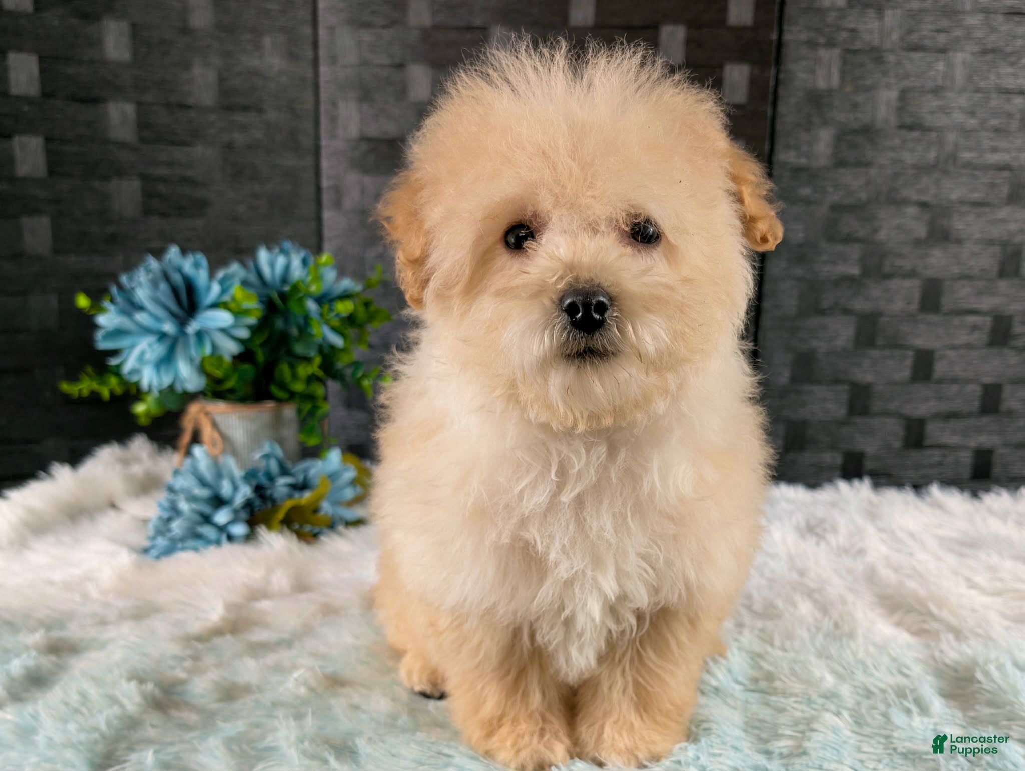 Bichpoo dogs Kaden - Ad 2