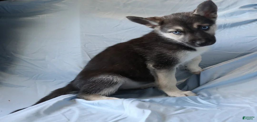 Gallery Image {{count}}