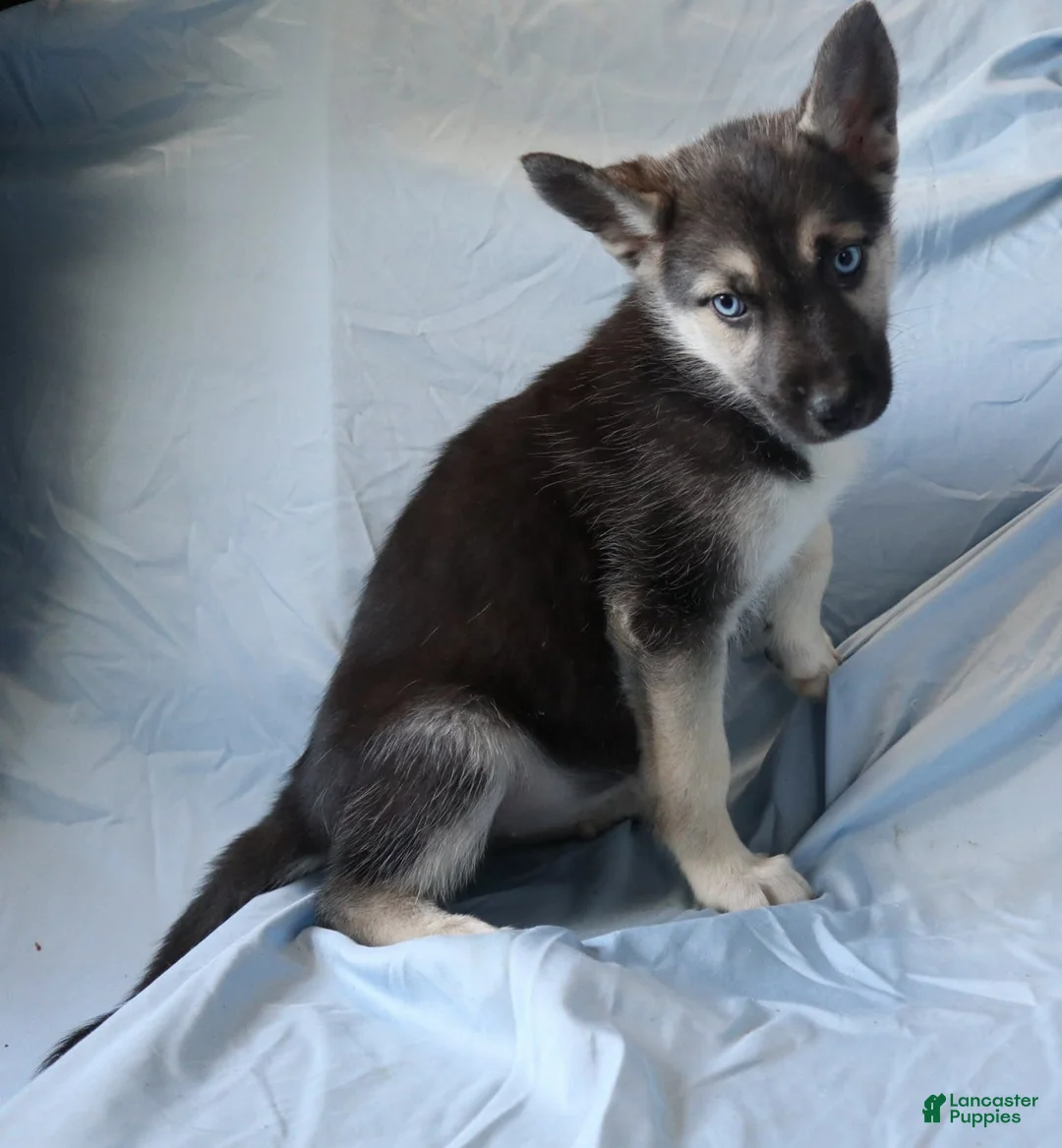 Gallery Image {{count}}