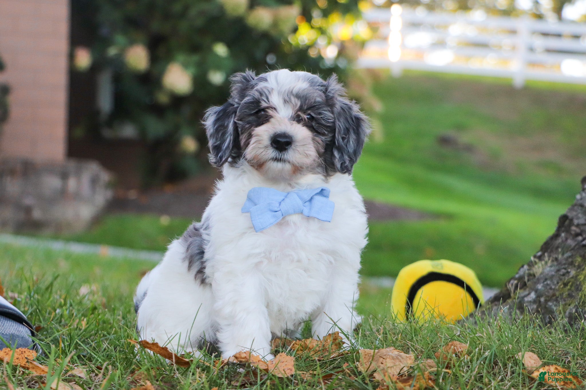 Mini Goldendoodle dogs Scout - Ad 2