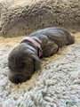 Weimaraner Puppy 3