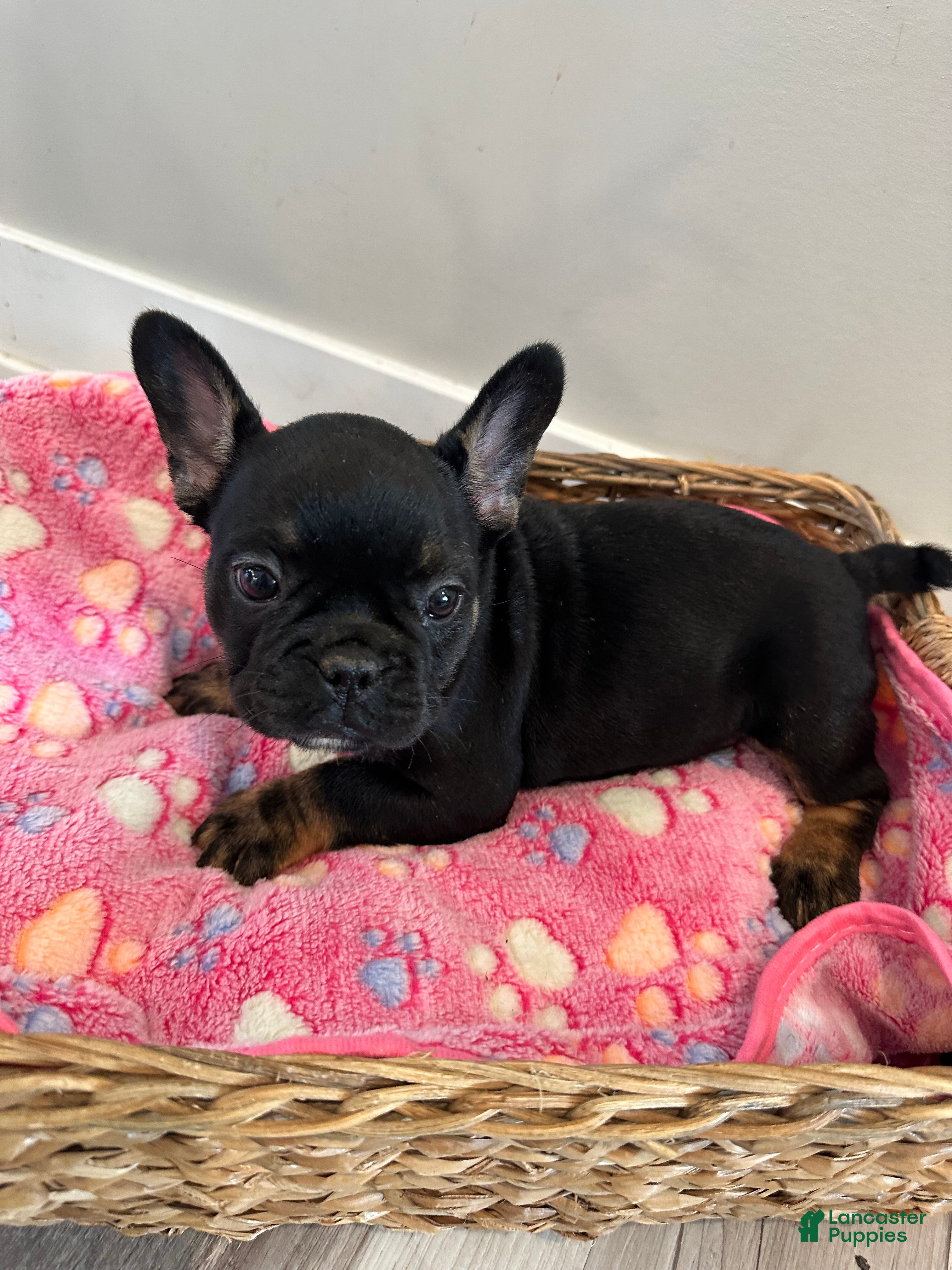 French Bulldog dogs for sale: Raquel - Ad 4