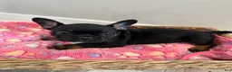 French Bulldog dogs for sale: Raquel - Ad 1
