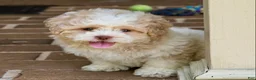 Shihpoo dogs for sale: Sullivan - Ad 8