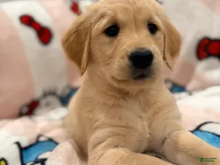 Golden Retriever dogs Golden Retriever Puppy 6 - Ad 5