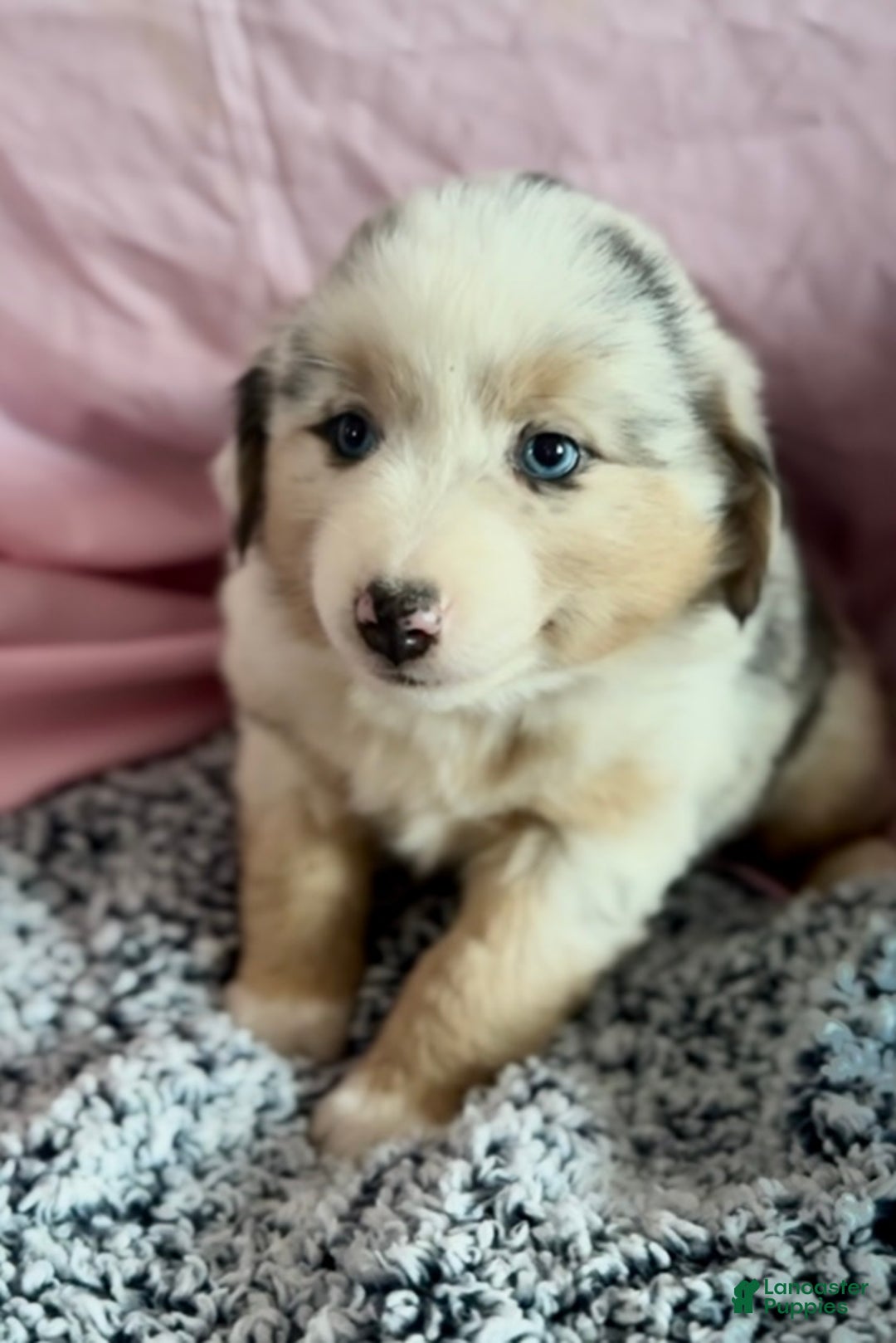 Australian Shepherd dogs for sale: Australian Shepherd Puppy 3 - Ad 1