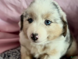 Australian Shepherd dogs Australian Shepherd Puppy 3 - Ad 10