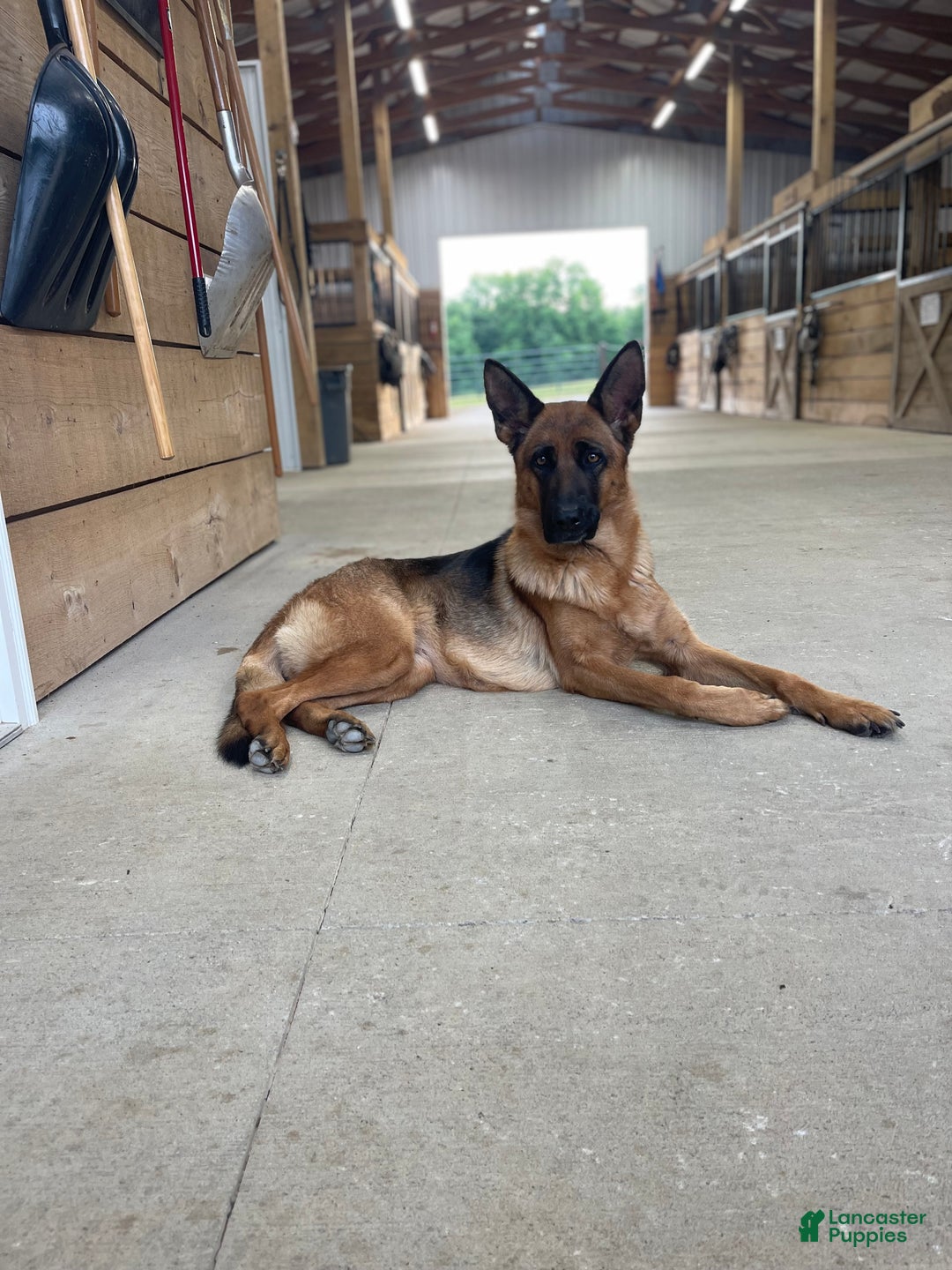 German Shepherd dogs for sale: German Shepherd Puppy 1 - Ad 17