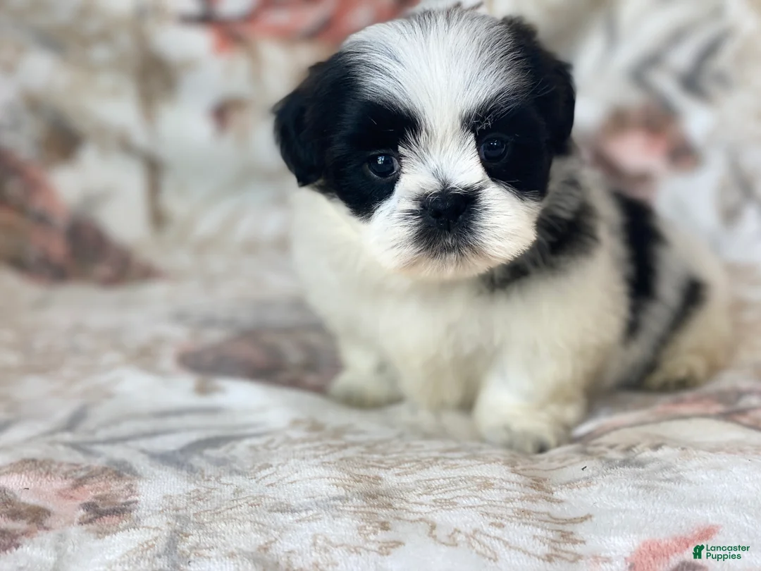 Shih Tzu dogs for sale: Oreo - Ad 1