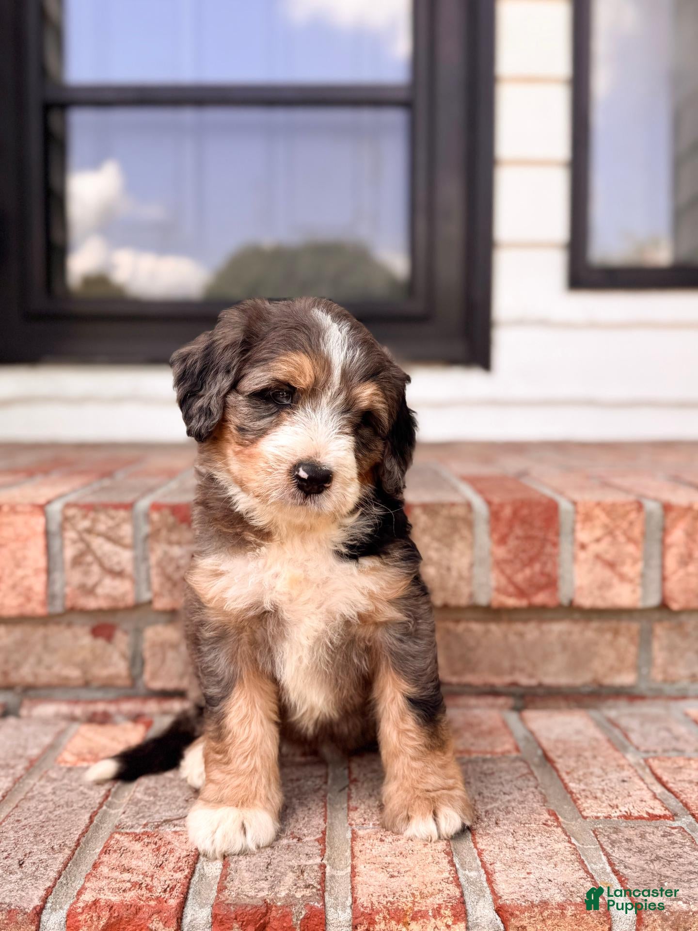 Bernedoodle dogs for sale: Charlotte - Ad 4